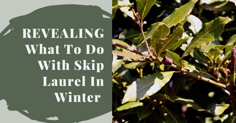 skip laurel in winter