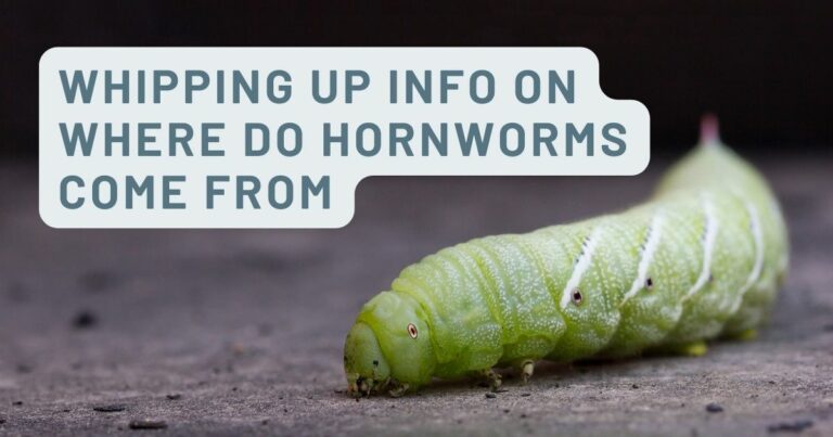 where do hornworms come from