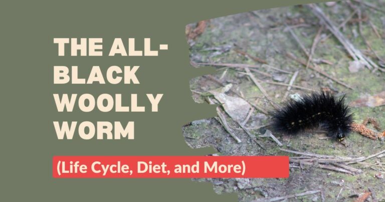 All-Black Woolly Worm