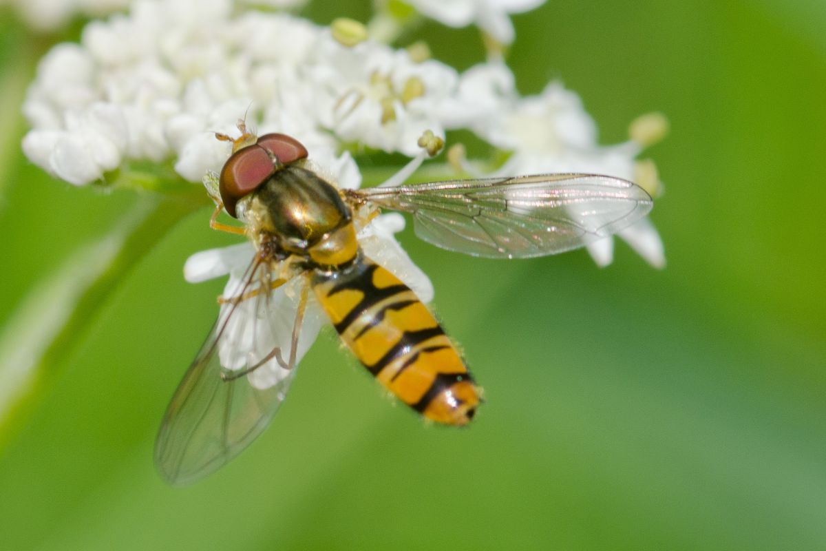 Hoverfly on white flower