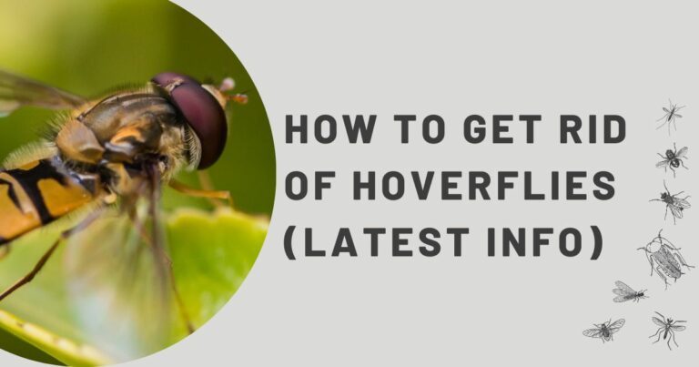 How To Get Rid of HoverFlies