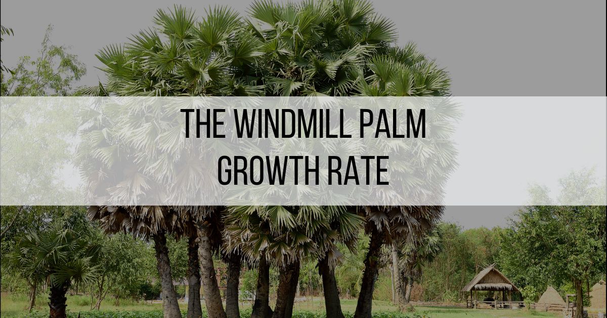 The Windmill Palm Growth Rate