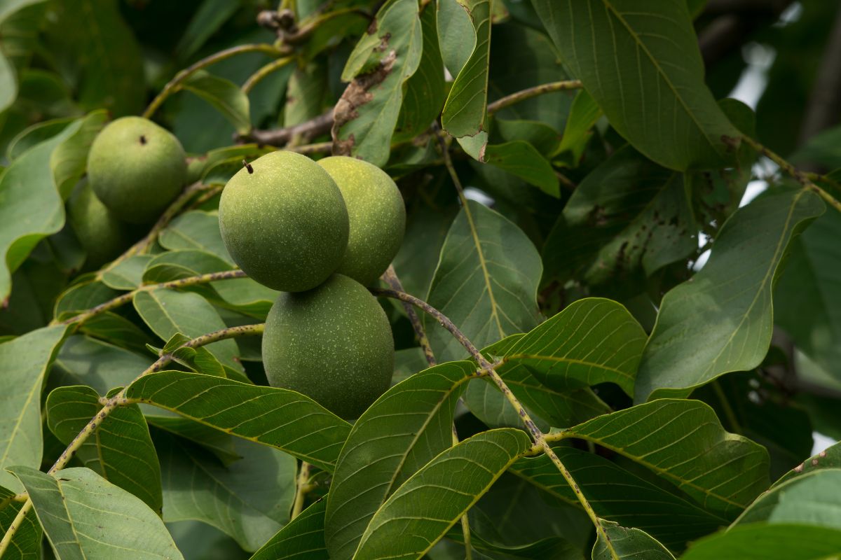 Walnut tree with walnuts