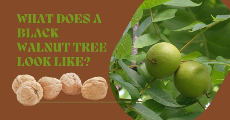 what does a black walnut tree look like