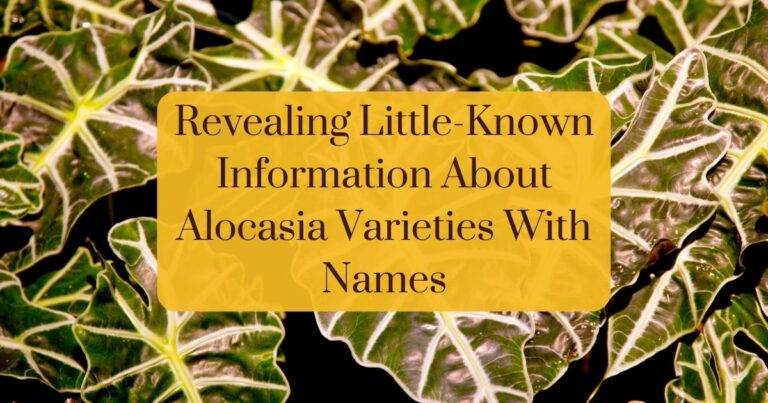 alocasia varieties with names