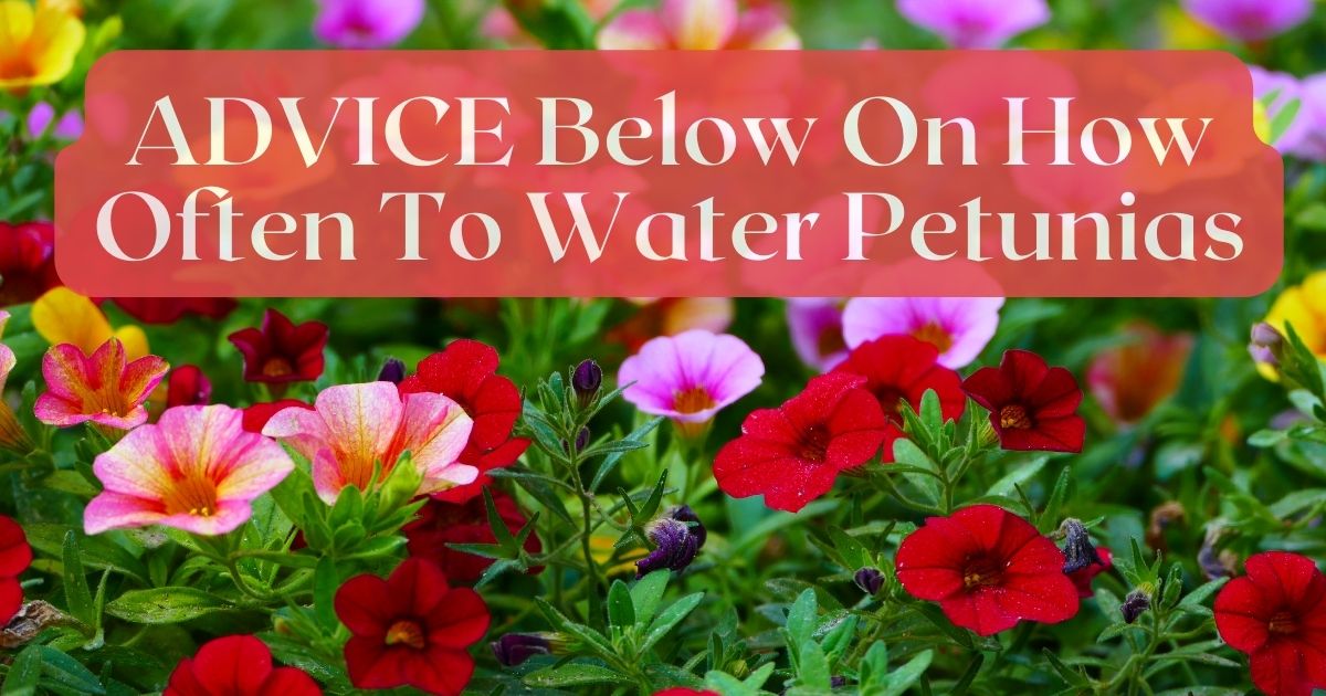 how often to water petunias