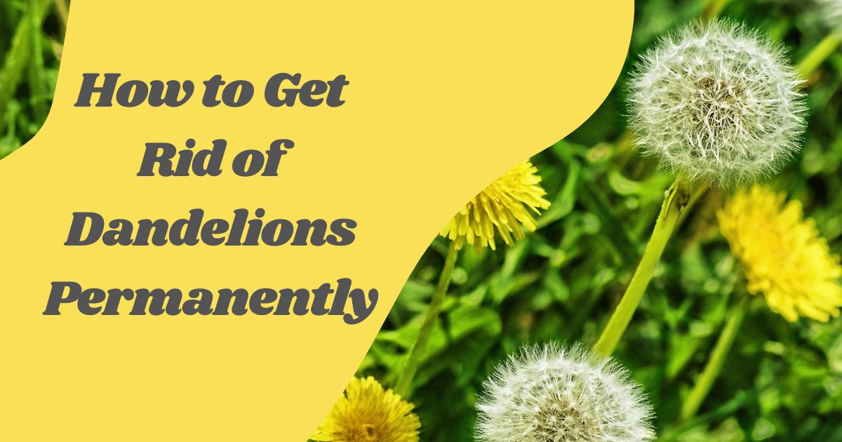 how to get rid of dandelions permanently