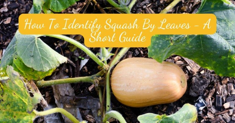 identify squash by leaves
