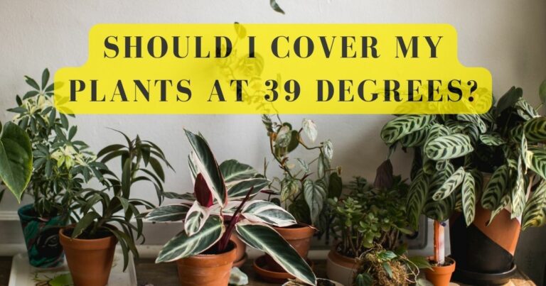 should i cover my plants at 39 degrees