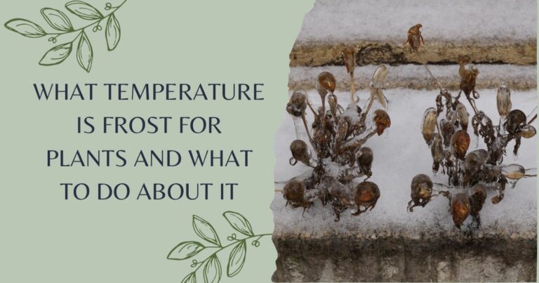 what temperature is frost for plants