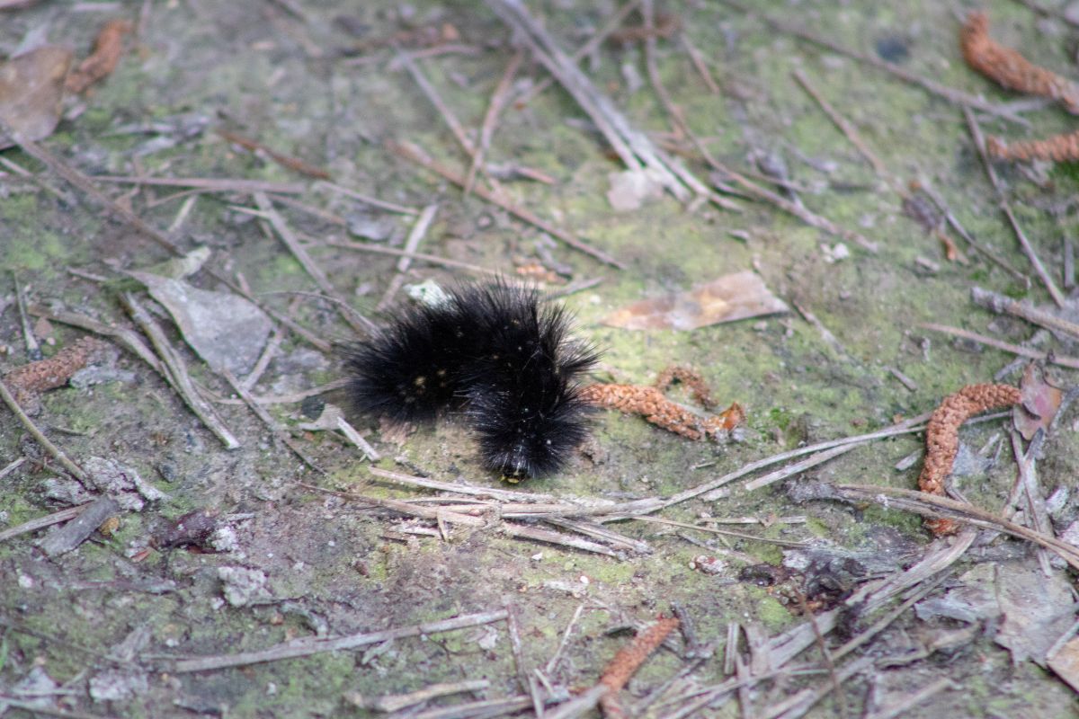woolly caterpillar