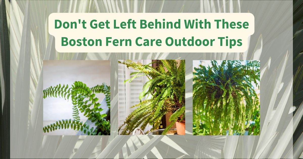 Boston Fern Care Outdoor